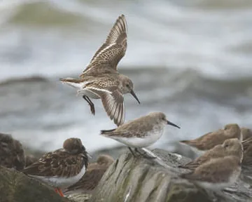 Dunlin