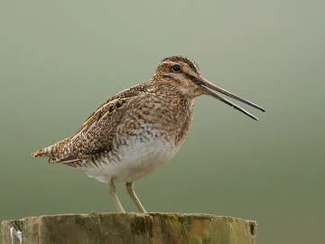 Snipe
