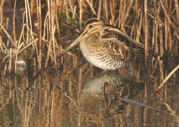 Snipe