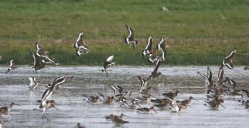 Black-tailed Godwit