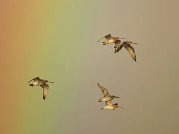Bar-tailed Godwit
