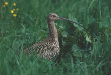 Curlew