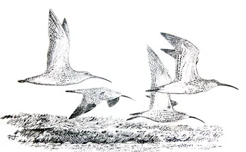 Curlew