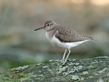 Common Sandpiper