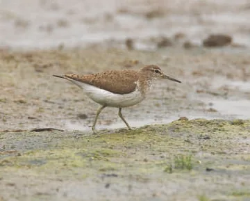 Common Sandpiper