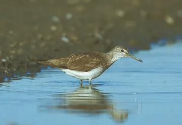 Green Sandpiper