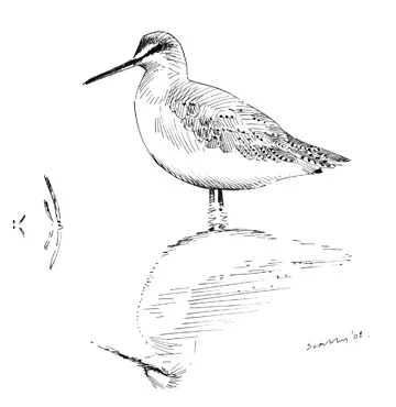 Spotted Redshank