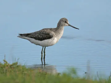 Greenshank