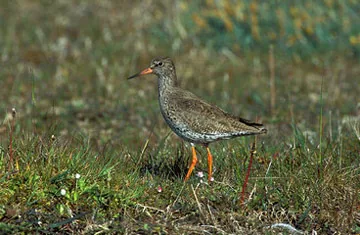 Redshank