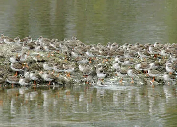 Redshank