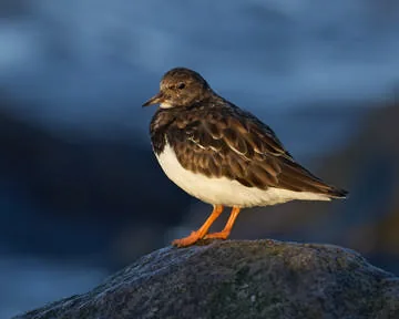 Turnstone