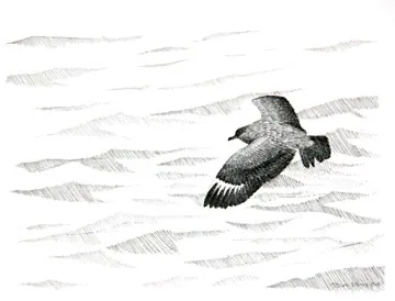 Great Skua