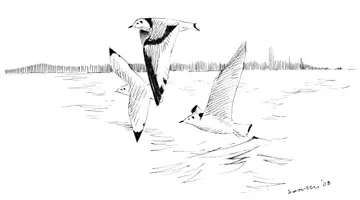 Kittiwake