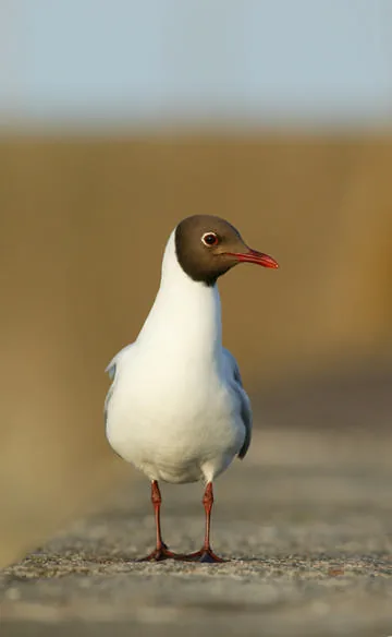 Black-headed Gull