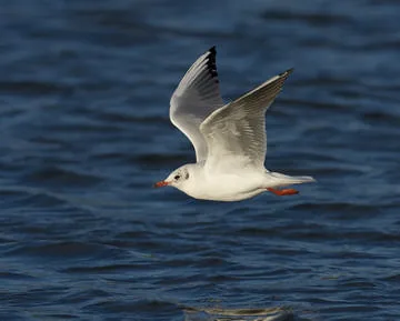 Black-headed Gull