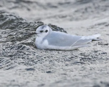 Little Gull