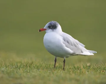 Mediterranean Gull