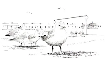 Common Gull