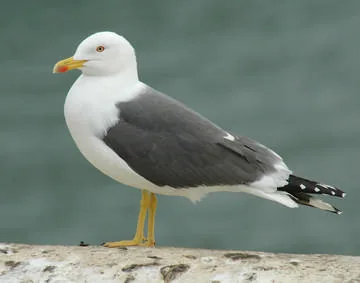 Lesser Black-backed Gull