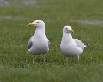 Herring Gull