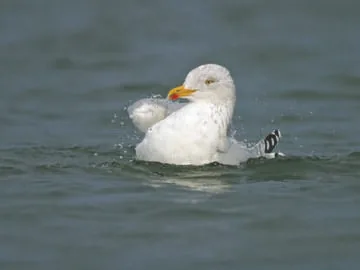 Herring Gull