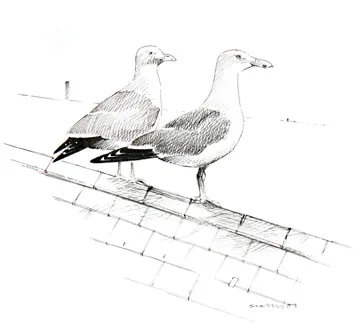 Yellow-legged Gull