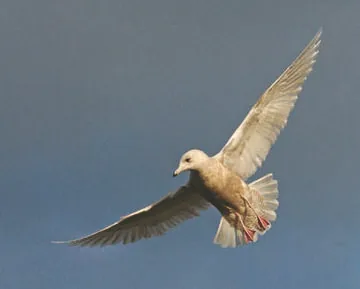 Iceland Gull