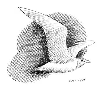 Glaucous Gull