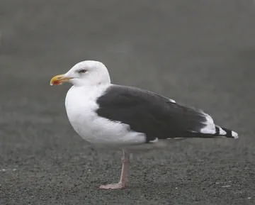 Great Black-backed Gull