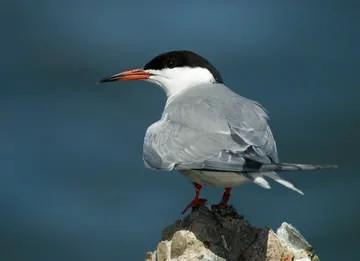 Common Tern