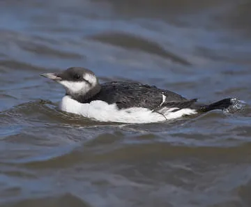 Guillemot