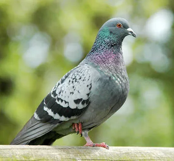 Feral Pigeon