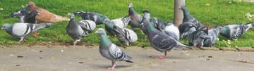 Feral Pigeon