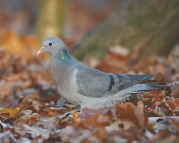 Stock Dove
