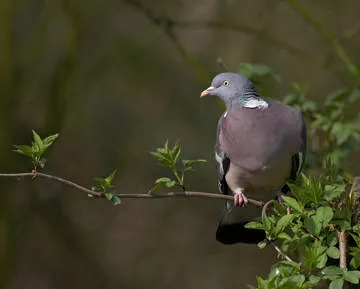 Woodpigeon