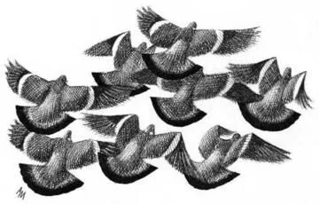 Woodpigeon