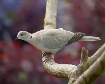 Collared Dove