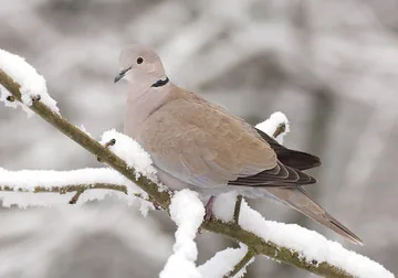 Collared Dove