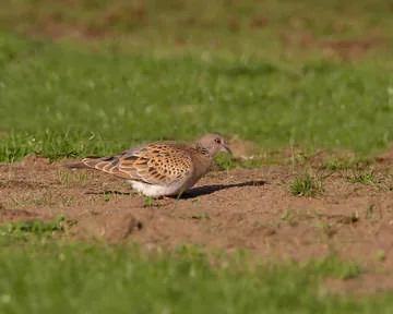 Turtle Dove