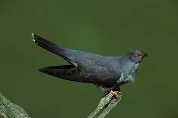 Cuckoo