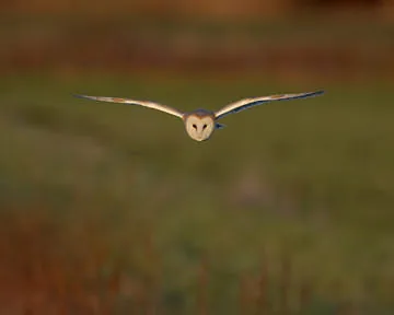 Barn Owl