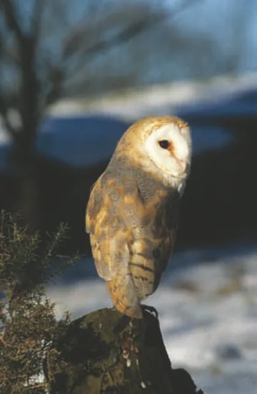 Barn Owl