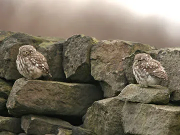 Little Owl