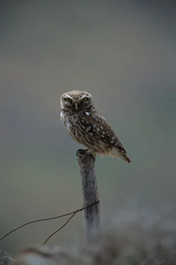 Little Owl