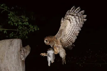 Tawny Owl