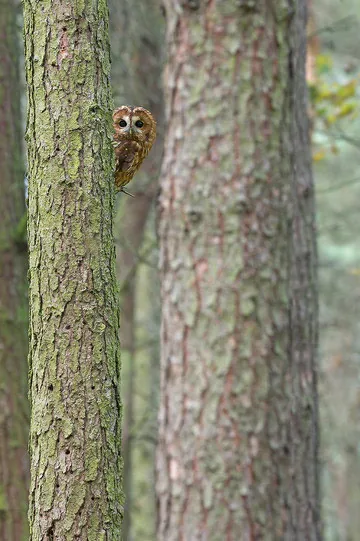 Tawny Owl