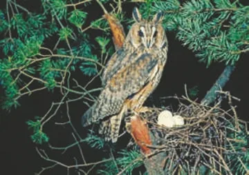 Long-eared Owl
