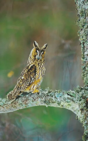 Long-eared Owl