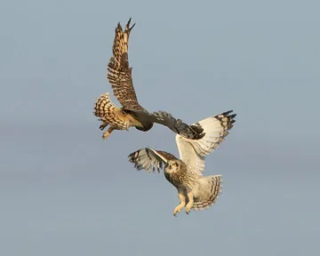 Short-eared Owl