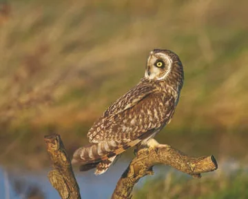 Short-eared Owl
